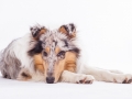 Hundefotografie_Tierfotografie_Marburg_Fotografin_Christine_Hemlep_Langhaarcollie_Collie_blue_merle_Studio_Junghund_Gaia (53)