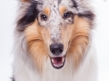 Hundefotografie_Tierfotografie_Marburg_Fotografin_Christine_Hemlep_Langhaarcollie_Collie_blue_merle_Studio_Junghund_Gaia (61)