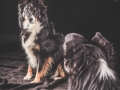 Hundefotografie_Marburg_Frankfurt_Giessen_Tierfotografie_Fotografin_Christine_Hemlep_Hund_Border_Collie_Mischling_Maggy_tricolor (4)