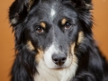 Border_Collie_Mischling_Maggy_tricolor_Tierfotografie_Hundefotografie_Marburg_Studio_Portrait_Hund_Fotografin_Christine_Hemlep (1)