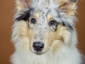 Langhaarcollie_Rough_Collie_Bluemerle_Gaia_Tierfotografie_Hundefotografie_Marburg_Studio_Portrait_Hund_Fotografin_Christine_Hemlep (3)