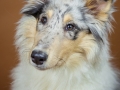 Langhaarcollie_Rough_Collie_Bluemerle_Gaia_Tierfotografie_Hundefotografie_Marburg_Studio_Portrait_Hund_Fotografin_Christine_Hemlep (5)