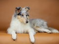 Langhaarcollie_Rough_Collie_Bluemerle_Gaia_Tierfotografie_Hundefotografie_Marburg_Studio_Portrait_Hund_Fotografin_Christine_Hemlep (7)