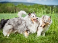 Shetland_Sheepdog_Collie_Langhaarcollie_Sheltie_Rough_Collie_blue_merle_tricolor_Welpe_Gaia_Baby_Terence_Lio_Maggy_Border_Collie_Mischling_Treffen_Marburg_HemlepFotografi (15)