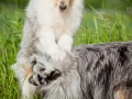 Shetland_Sheepdog_Collie_Langhaarcollie_Sheltie_Rough_Collie_blue_merle_tricolor_Welpe_Gaia_Baby_Terence_Lio_Maggy_Border_Collie_Mischling_Treffen_Marburg_HemlepFotografi (17)