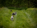 Shetland_Sheepdog_Collie_Langhaarcollie_Sheltie_Rough_Collie_blue_merle_tricolor_Welpe_Gaia_Baby_Terence_Lio_Maggy_Border_Collie_Mischling_Treffen_Marburg_HemlepFotografi (2)