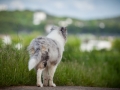 Shetland_Sheepdog_Collie_Langhaarcollie_Sheltie_Rough_Collie_blue_merle_tricolor_Welpe_Gaia_Baby_Terence_Lio_Maggy_Border_Collie_Mischling_Treffen_Marburg_HemlepFotografi (24)