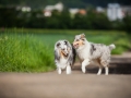 Shetland_Sheepdog_Collie_Langhaarcollie_Sheltie_Rough_Collie_blue_merle_tricolor_Welpe_Gaia_Baby_Terence_Lio_Maggy_Border_Collie_Mischling_Treffen_Marburg_HemlepFotografi (25)