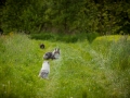 Shetland_Sheepdog_Collie_Langhaarcollie_Sheltie_Rough_Collie_blue_merle_tricolor_Welpe_Gaia_Baby_Terence_Lio_Maggy_Border_Collie_Mischling_Treffen_Marburg_HemlepFotografi (3)