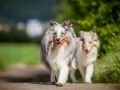 Shetland_Sheepdog_Collie_Langhaarcollie_Sheltie_Rough_Collie_blue_merle_tricolor_Welpe_Gaia_Baby_Terence_Lio_Maggy_Border_Collie_Mischling_Treffen_Marburg_HemlepFotografi (31)