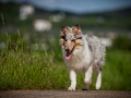 Shetland_Sheepdog_Collie_Langhaarcollie_Sheltie_Rough_Collie_blue_merle_tricolor_Welpe_Gaia_Baby_Terence_Lio_Maggy_Border_Collie_Mischling_Treffen_Marburg_HemlepFotografi (42)