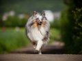 Shetland_Sheepdog_Collie_Langhaarcollie_Sheltie_Rough_Collie_blue_merle_tricolor_Welpe_Gaia_Baby_Terence_Lio_Maggy_Border_Collie_Mischling_Treffen_Marburg_HemlepFotografi (49)