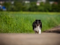 Shetland_Sheepdog_Collie_Langhaarcollie_Sheltie_Rough_Collie_blue_merle_tricolor_Welpe_Gaia_Baby_Terence_Lio_Maggy_Border_Collie_Mischling_Treffen_Marburg_HemlepFotografi (54)