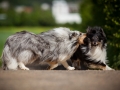 Shetland_Sheepdog_Collie_Langhaarcollie_Sheltie_Rough_Collie_blue_merle_tricolor_Welpe_Gaia_Baby_Terence_Lio_Maggy_Border_Collie_Mischling_Treffen_Marburg_HemlepFotografi (57)