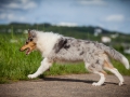 Shetland_Sheepdog_Collie_Langhaarcollie_Sheltie_Rough_Collie_blue_merle_tricolor_Welpe_Gaia_Baby_Terence_Lio_Maggy_Border_Collie_Mischling_Treffen_Marburg_HemlepFotografi (58)