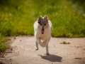 Shetland_Sheepdog_Collie_Langhaarcollie_Sheltie_Rough_Collie_blue_merle_tricolor_Welpe_Gaia_Baby_Terence_Lio_Maggy_Border_Collie_Mischling_Treffen_Marburg_HemlepFotografi (59)