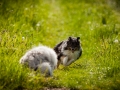 Shetland_Sheepdog_Collie_Langhaarcollie_Sheltie_Rough_Collie_blue_merle_tricolor_Welpe_Gaia_Baby_Terence_Lio_Maggy_Border_Collie_Mischling_Treffen_Marburg_HemlepFotografi (64)