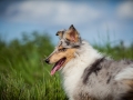 Shetland_Sheepdog_Collie_Langhaarcollie_Sheltie_Rough_Collie_blue_merle_tricolor_Welpe_Gaia_Baby_Terence_Lio_Maggy_Border_Collie_Mischling_Treffen_Marburg_HemlepFotografi (66)