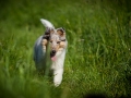 Shetland_Sheepdog_Collie_Langhaarcollie_Sheltie_Rough_Collie_blue_merle_tricolor_Welpe_Gaia_Baby_Terence_Lio_Maggy_Border_Collie_Mischling_Treffen_Marburg_HemlepFotografi (68)
