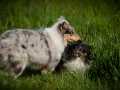 Shetland_Sheepdog_Collie_Langhaarcollie_Sheltie_Rough_Collie_blue_merle_tricolor_Welpe_Gaia_Baby_Terence_Lio_Maggy_Border_Collie_Mischling_Treffen_Marburg_HemlepFotografi (69)