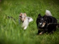 Shetland_Sheepdog_Collie_Langhaarcollie_Sheltie_Rough_Collie_blue_merle_tricolor_Welpe_Gaia_Baby_Terence_Lio_Maggy_Border_Collie_Mischling_Treffen_Marburg_HemlepFotografi (71)