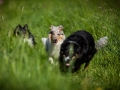 Shetland_Sheepdog_Collie_Langhaarcollie_Sheltie_Rough_Collie_blue_merle_tricolor_Welpe_Gaia_Baby_Terence_Lio_Maggy_Border_Collie_Mischling_Treffen_Marburg_HemlepFotografi (72)