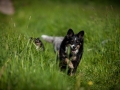 Shetland_Sheepdog_Collie_Langhaarcollie_Sheltie_Rough_Collie_blue_merle_tricolor_Welpe_Gaia_Baby_Terence_Lio_Maggy_Border_Collie_Mischling_Treffen_Marburg_HemlepFotografi (73)