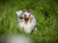 Shetland_Sheepdog_Collie_Langhaarcollie_Sheltie_Rough_Collie_blue_merle_tricolor_Welpe_Gaia_Baby_Terence_Lio_Maggy_Border_Collie_Mischling_Treffen_Marburg_HemlepFotografi (74)