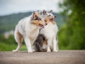Shetland_Sheepdog_Collie_Langhaarcollie_Sheltie_Rough_Collie_blue_merle_tricolor_Welpe_Gaia_Baby_Terence_Lio_Maggy_Border_Collie_Mischling_Treffen_Marburg_HemlepFotografi