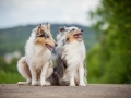 Shetland_Sheepdog_Collie_Langhaarcollie_Sheltie_Rough_Collie_blue_merle_tricolor_Welpe_Gaia_Baby_Terence_Lio_Maggy_Border_Collie_Mischling_Treffen_Marburg_HemlepFotografie (1)