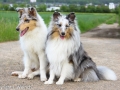 Shetland_Sheepdog_Collie_Langhaarcollie_Sheltie_Rough_Collie_blue_merle_tricolor_Welpe_Gaia_Baby_Terence_Lio_Maggy_Border_Collie_Mischling_Treffen_Marburg_J-Weirich (3)