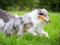 Langhaarcollie_Rough_Collie_Gaia_Pepper_bluemerle_Geschwister_treffen_Bruder_Schwester_gemeinsam_Familie (1)