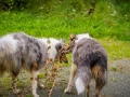 Langhaarcollie_Rough_Collie_Gaia_Pepper_bluemerle_Geschwister_treffen_Bruder_Schwester_gemeinsam_Familie (101)