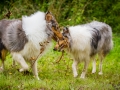 Langhaarcollie_Rough_Collie_Gaia_Pepper_bluemerle_Geschwister_treffen_Bruder_Schwester_gemeinsam_Familie (110)