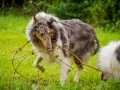 Langhaarcollie_Rough_Collie_Gaia_Pepper_bluemerle_Geschwister_treffen_Bruder_Schwester_gemeinsam_Familie (113)