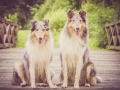 Langhaarcollie_Rough_Collie_Gaia_Pepper_bluemerle_Geschwister_treffen_Bruder_Schwester_gemeinsam_Familie (131)