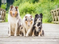 Langhaarcollie_Rough_Collie_Gaia_Pepper_bluemerle_Geschwister_treffen_Bruder_Schwester_gemeinsam_Familie (138)