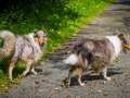 Langhaarcollie_Rough_Collie_Gaia_Pepper_bluemerle_Geschwister_treffen_Bruder_Schwester_gemeinsam_Familie (144)