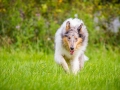 Langhaarcollie_Rough_Collie_Gaia_Pepper_bluemerle_Geschwister_treffen_Bruder_Schwester_gemeinsam_Familie (150)