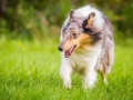 Langhaarcollie_Rough_Collie_Gaia_Pepper_bluemerle_Geschwister_treffen_Bruder_Schwester_gemeinsam_Familie (153)