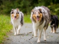 Langhaarcollie_Rough_Collie_Gaia_Pepper_bluemerle_Geschwister_treffen_Bruder_Schwester_gemeinsam_Familie (16)