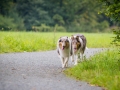 Langhaarcollie_Rough_Collie_Gaia_Pepper_bluemerle_Geschwister_treffen_Bruder_Schwester_gemeinsam_Familie (25)