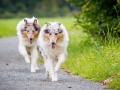 Langhaarcollie_Rough_Collie_Gaia_Pepper_bluemerle_Geschwister_treffen_Bruder_Schwester_gemeinsam_Familie (34)