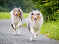 Langhaarcollie_Rough_Collie_Gaia_Pepper_bluemerle_Geschwister_treffen_Bruder_Schwester_gemeinsam_Familie (37)