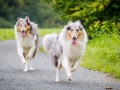 Langhaarcollie_Rough_Collie_Gaia_Pepper_bluemerle_Geschwister_treffen_Bruder_Schwester_gemeinsam_Familie (40)