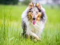 Langhaarcollie_Rough_Collie_Gaia_Pepper_bluemerle_Geschwister_treffen_Bruder_Schwester_gemeinsam_Familie (43)