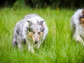 Langhaarcollie_Rough_Collie_Gaia_Pepper_bluemerle_Geschwister_treffen_Bruder_Schwester_gemeinsam_Familie (49)