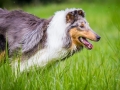 Langhaarcollie_Rough_Collie_Gaia_Pepper_bluemerle_Geschwister_treffen_Bruder_Schwester_gemeinsam_Familie (52)