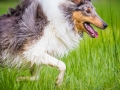 Langhaarcollie_Rough_Collie_Gaia_Pepper_bluemerle_Geschwister_treffen_Bruder_Schwester_gemeinsam_Familie (55)