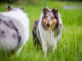 Langhaarcollie_Rough_Collie_Gaia_Pepper_bluemerle_Geschwister_treffen_Bruder_Schwester_gemeinsam_Familie (64)